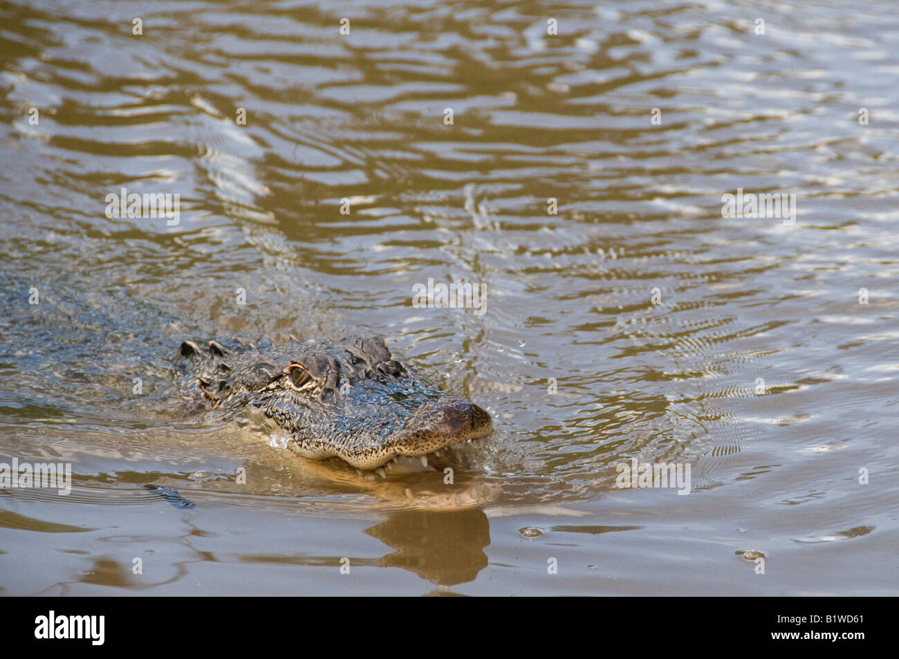 Alligator (alligator mississippiensis), Honey Island Swamp, West Pearl