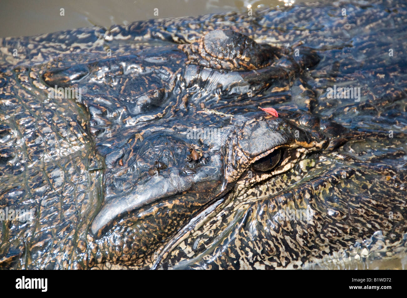 Alligator (alligator mississippiensis), Honey Island Swamp, West Pearl ...