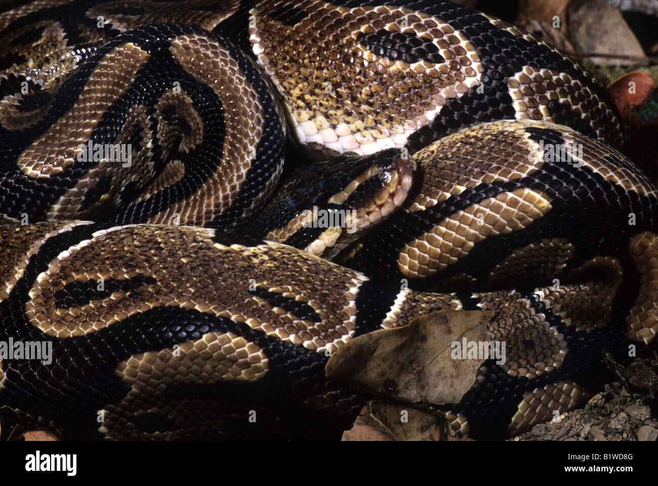 Ball Python (Python regius Stock Photo - Alamy