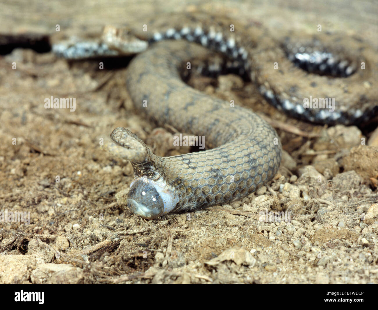 Accouchement High Resolution Stock Photography And Images Alamy