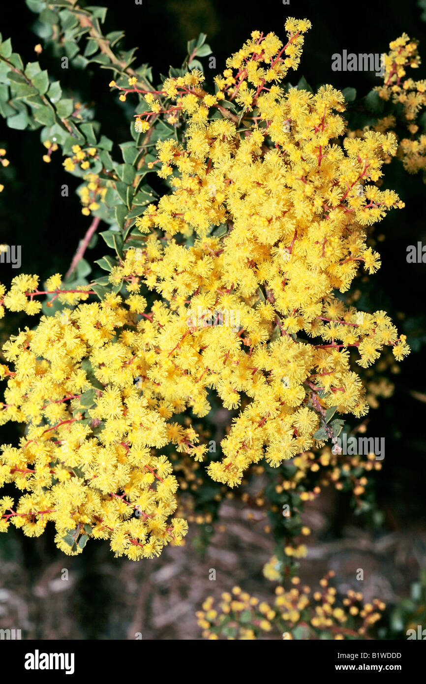 Acacia krotzchii-Family Fabaceae/Mimosaceae Stock Photo