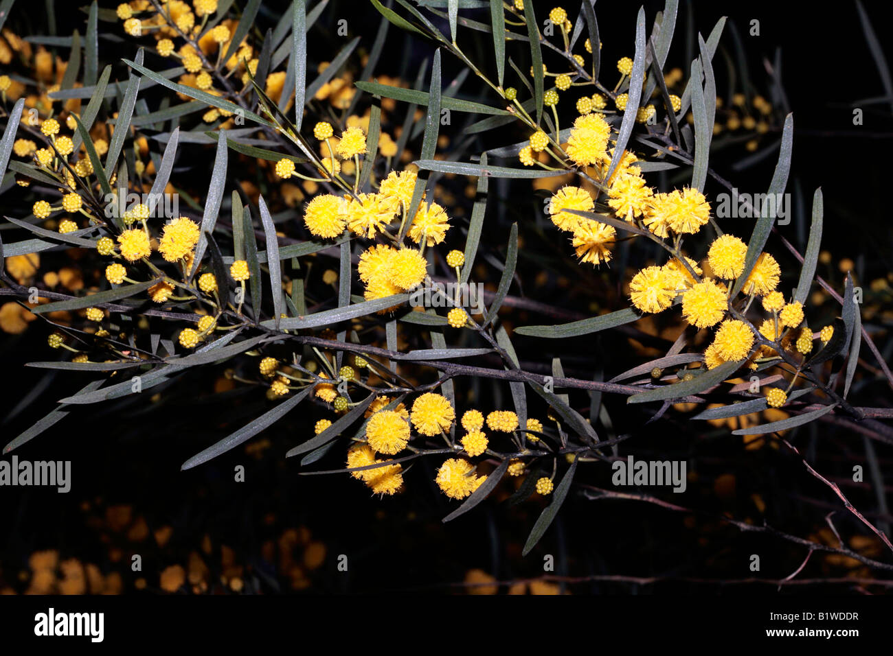 Sticky Wattle/Hop-leaved Wattle-Acacia dodonaeifolia-Family Fabaceae/Mimosaceae Stock Photo