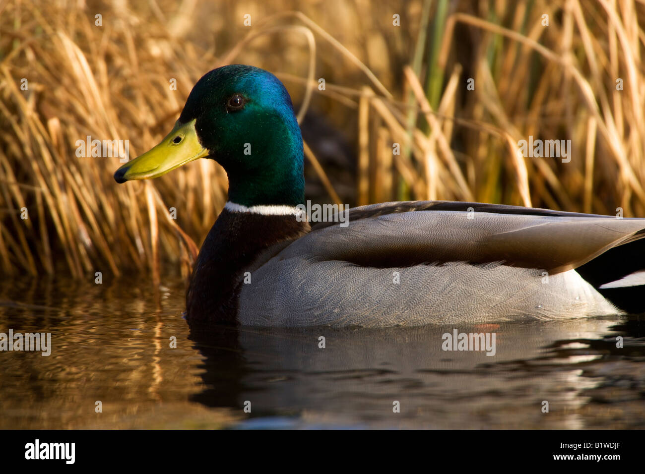 Mallard Duck Finger Lake Wasilla Alaska Stock Photo