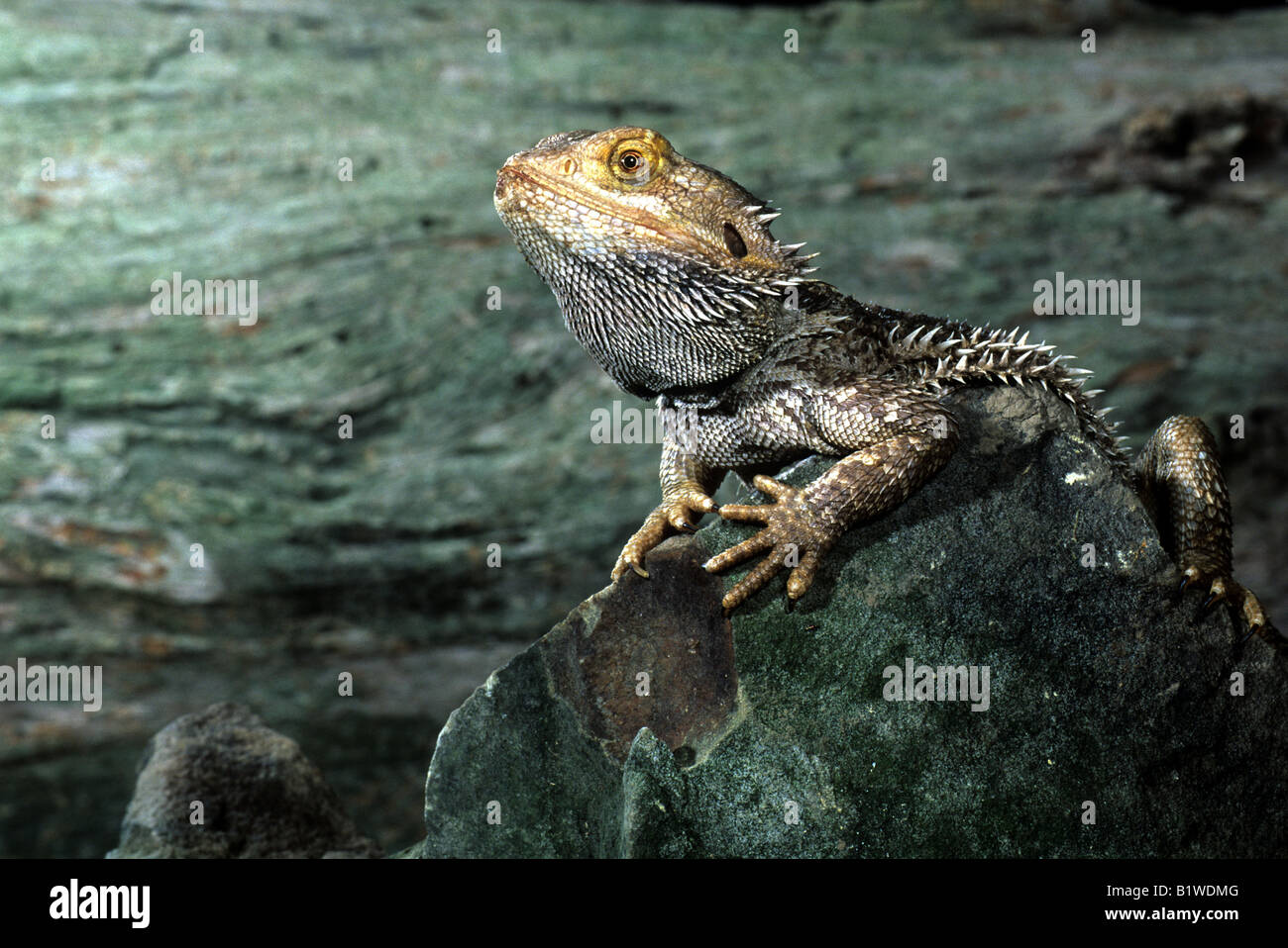 Bearded Dragon (Amphibolurus barbatus) Stock Photo
