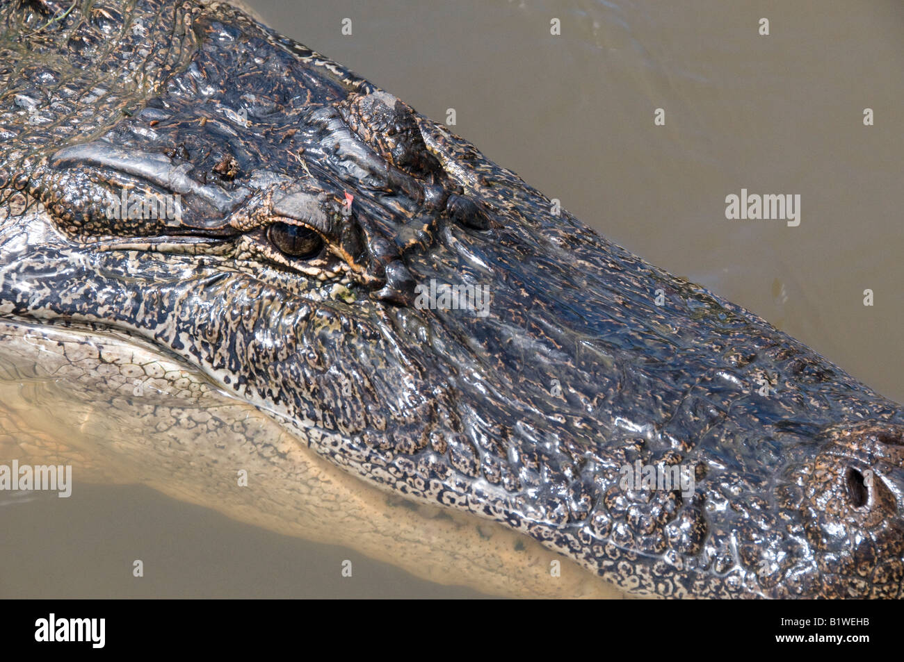 Alligator (alligator mississippiensis), Honey Island Swamp, West Pearl