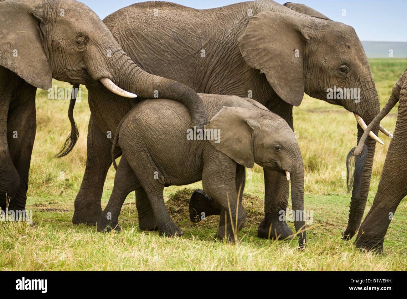 Close up stop action Baby elephant walking between adults its mothers trunk resting on its back in open savanna of Masai Mara of Kenya Stock Photo