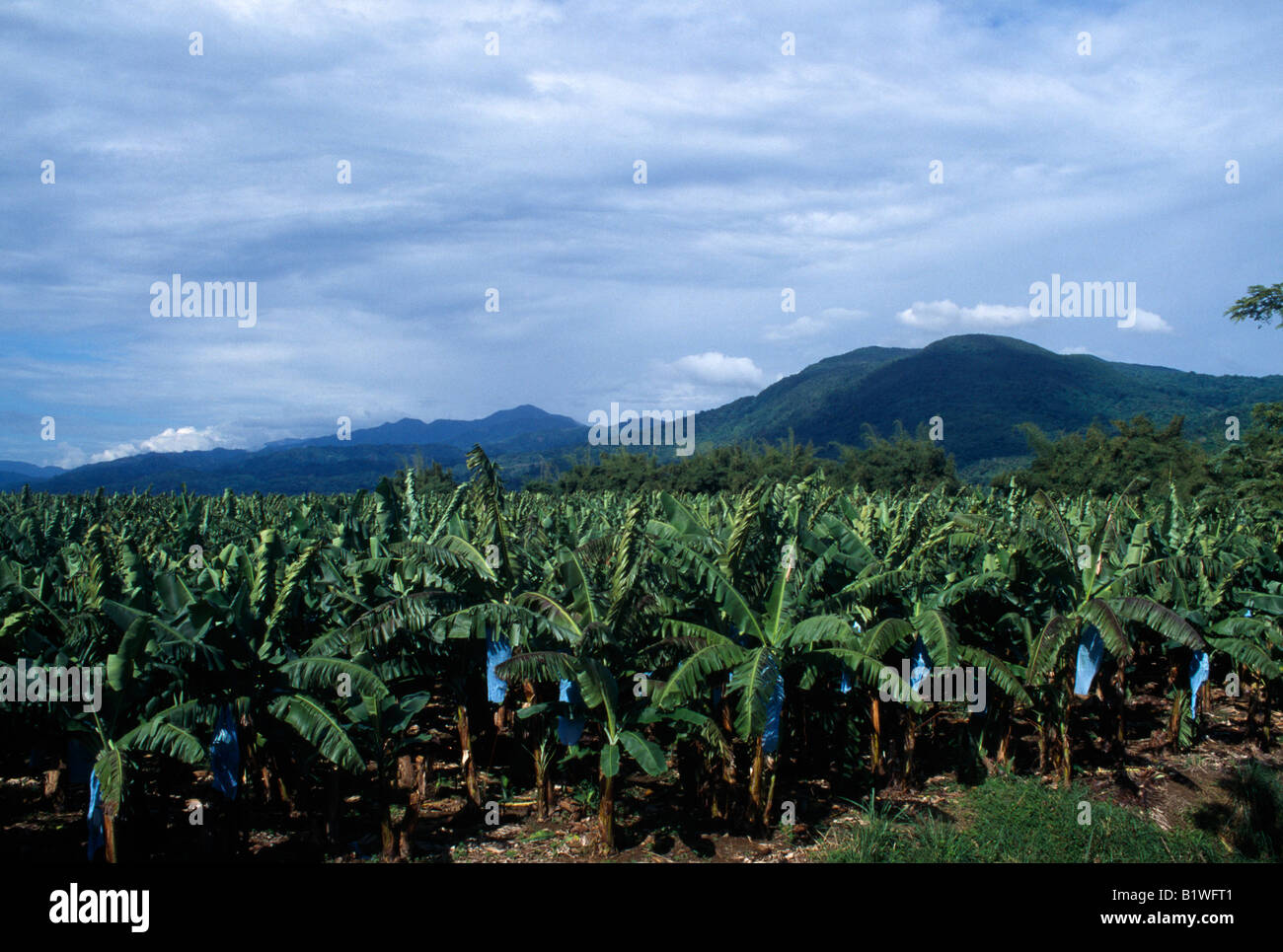 JAMAICA Caribbean West Indies Agriculture Farming St Thomas Banana