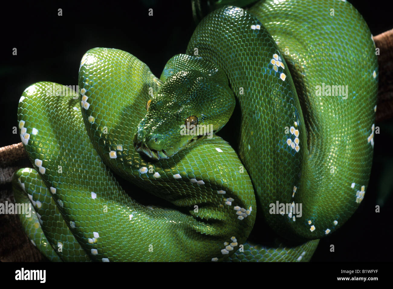 Green Tree Python Morelia (Chondrophython) viridis Stock Photo