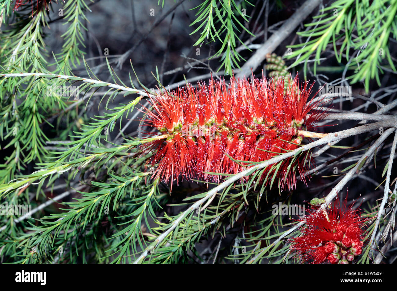 Scarlet Honey-myrtle-Melaleuca fulgens-Family Myrtaceae Stock Photo