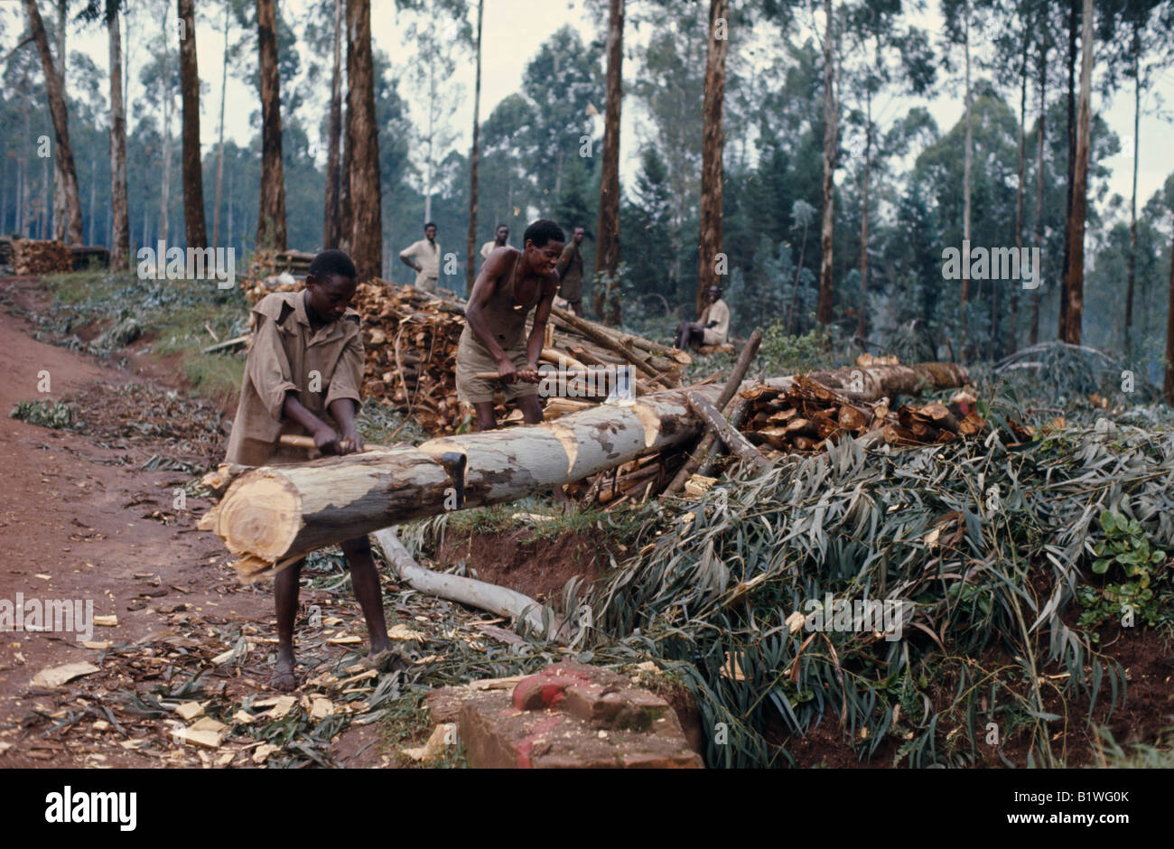Deforestation In Africa