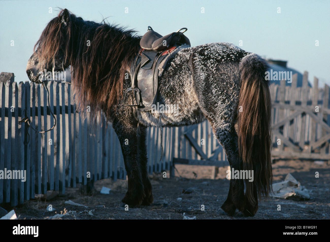 MONGOLIA Transport Stock Photo