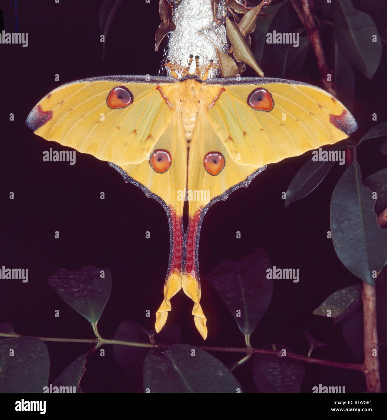 papillon comete Comet Silk Moth Madagascar Moon Moth Argema mittrei adult  Africa animal animals butterflies butterfly insect ins Stock Photo - Alamy