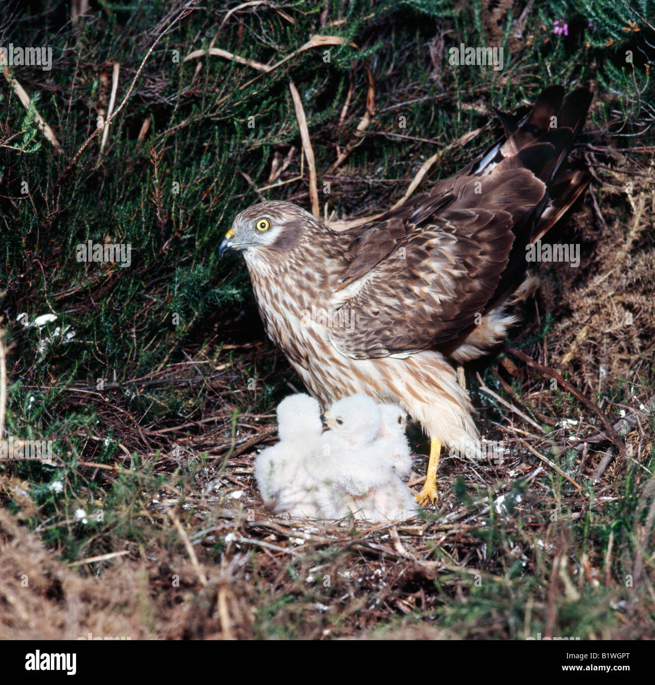Montagus Harrier Circus pygargus with chicks at nest Busard cendre france Africa Afrika Asia Asien Aves Brutpflege Busard cendre Stock Photo