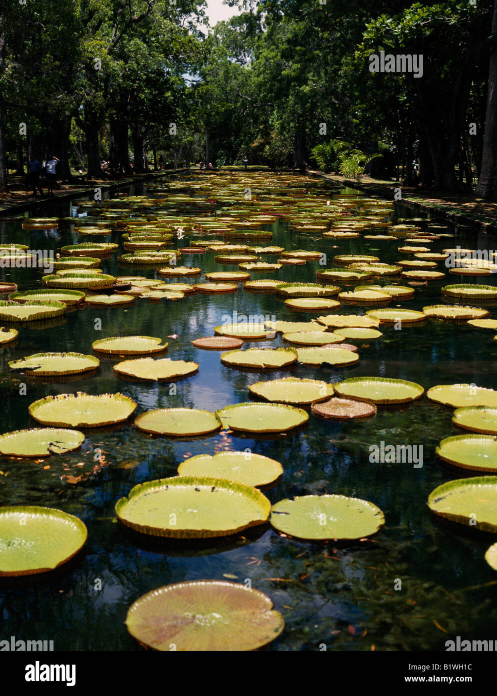MAURITIUS North Pamplemousses Botanical Gardens. Giant Water Lilies The Sir Seewoosagur Ramgoolam Botanical Garden Stock Photo