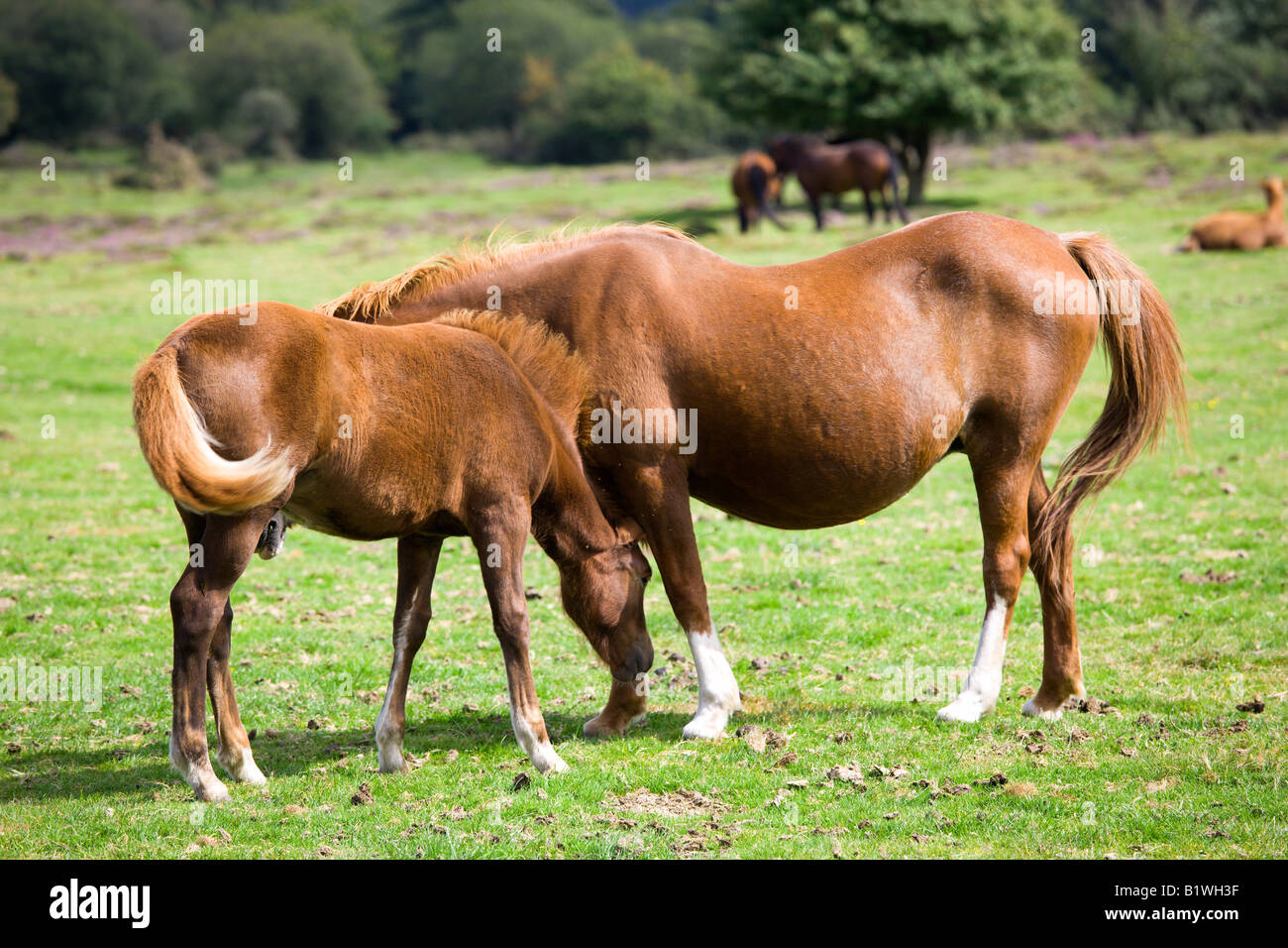 ENGLAND Hampshire The New Forest Ogden Village Ogden's Purlieu New Forest ponies mare and fold grazing. Stock Photo
