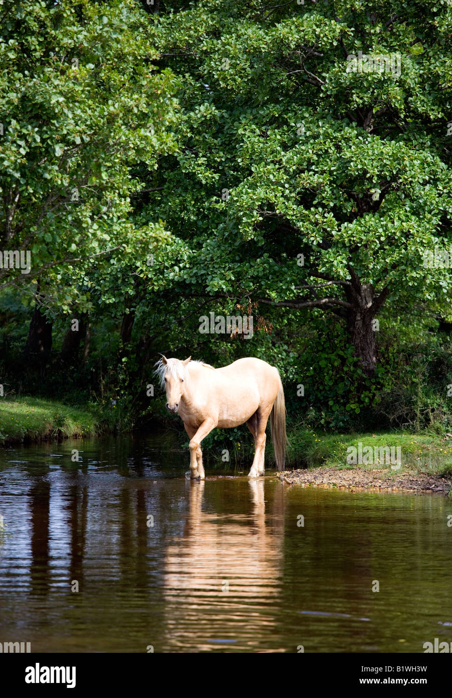 ENGLAND Hampshire The New Forest Ogden Village Ogden's Purlieu Single New Forest pony stallion beside a river Stock Photo