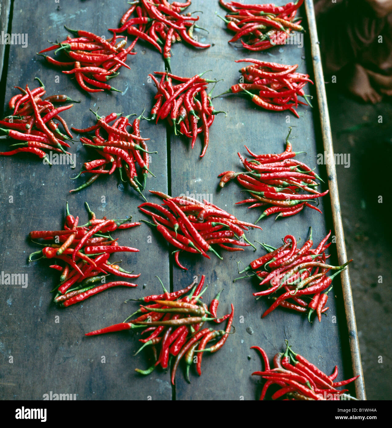 Piment de Cayenne Capsicum sp Aestival seasons Agriculture Agricultures Aromatic herb Aromatic herbs Aromatic plant Aromatic pla Stock Photo