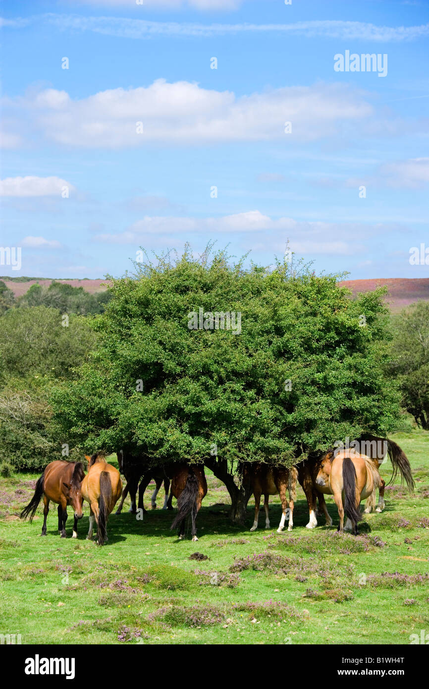 ENGLAND Hampshire The New Forest Ogden's Purlieu near Ogden Village New Forest ponies gathering in shade of tree at midday Stock Photo