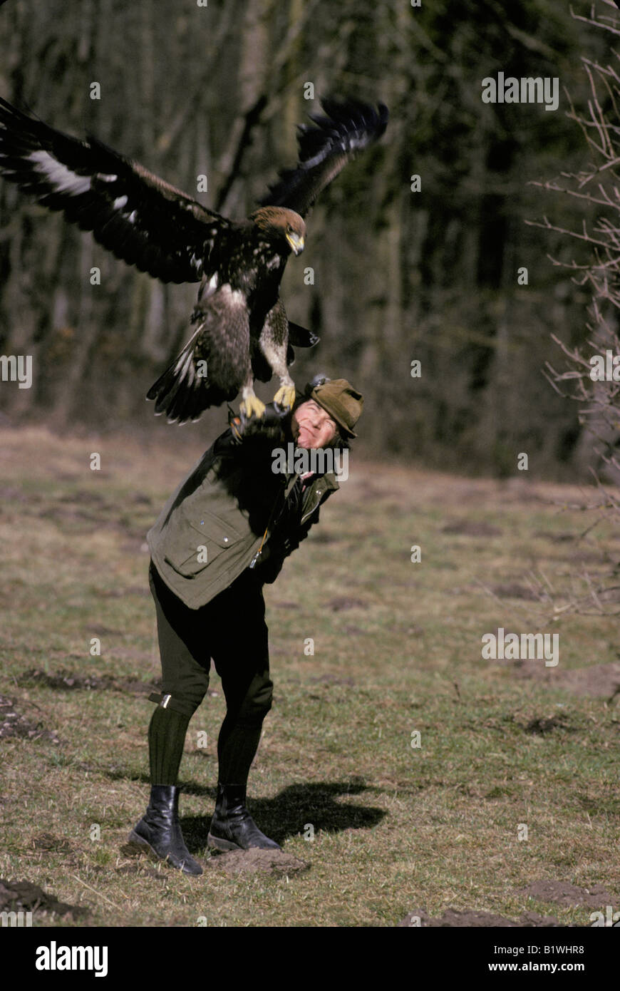 Falconer with Bald Eagle fauconnier avec une femelle d aigle royal  Haliaeetus leucocephalus adult America animal animals bird bi Stock Photo -  Alamy