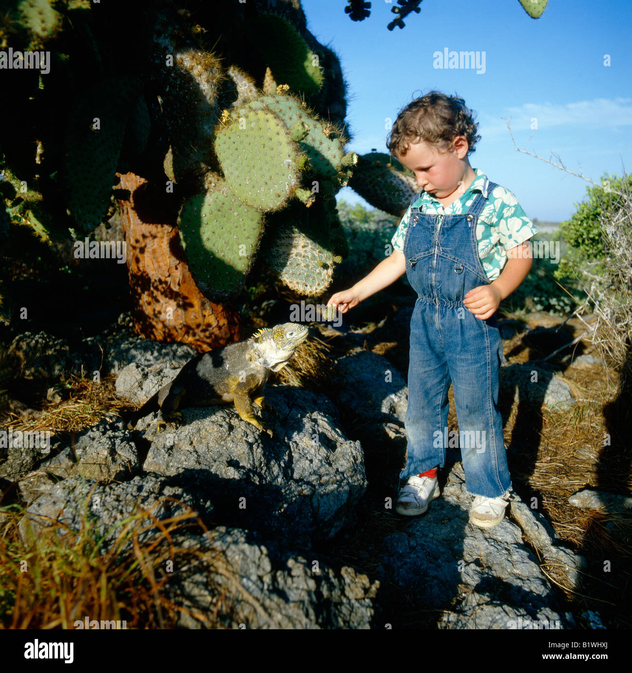 enfant avec un Iguane terrestre Iles Galapagos Equateur children with iguane Alone America Be on the watch Behavior Behaviors Be Stock Photo