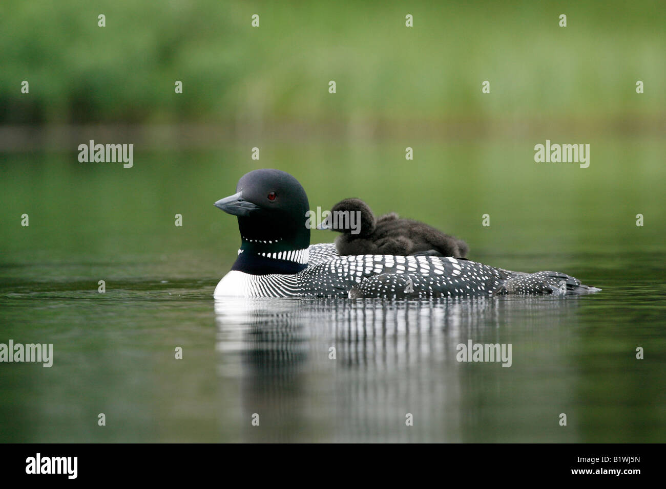 Baby loon hi-res stock photography and images - Alamy