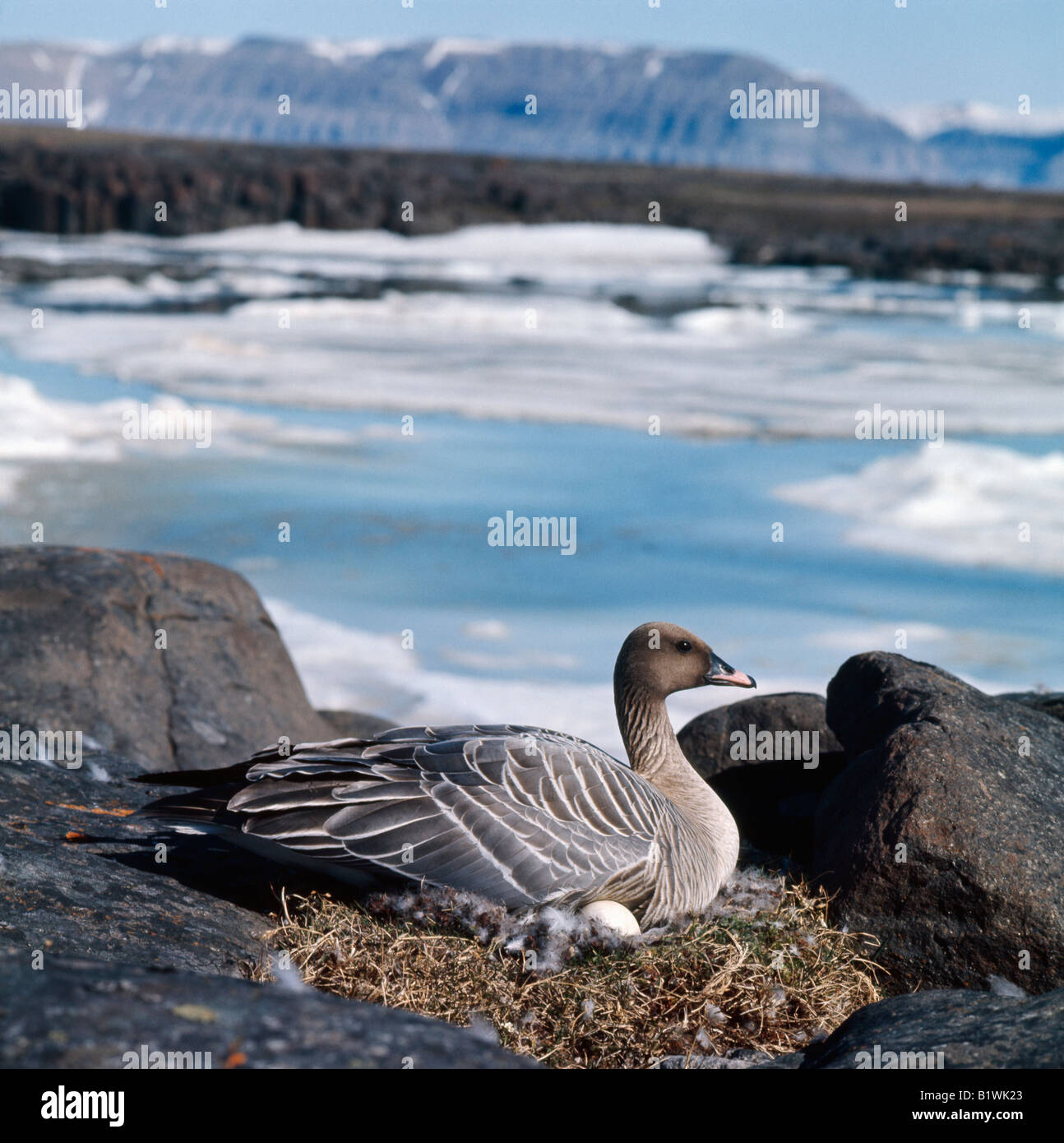 oie a bec court Pink footed goose Anser brachyrhynchus nesting Alone Animal construction Animal constructions Behavior Behaviors Stock Photo