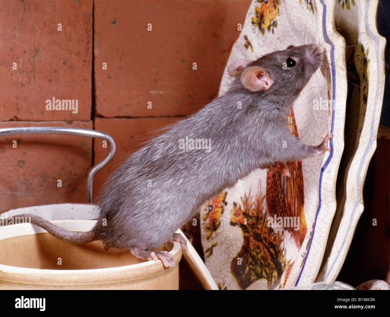 Black rat Rattus rattus in an attic Rattus Domestic Indoor Indoors