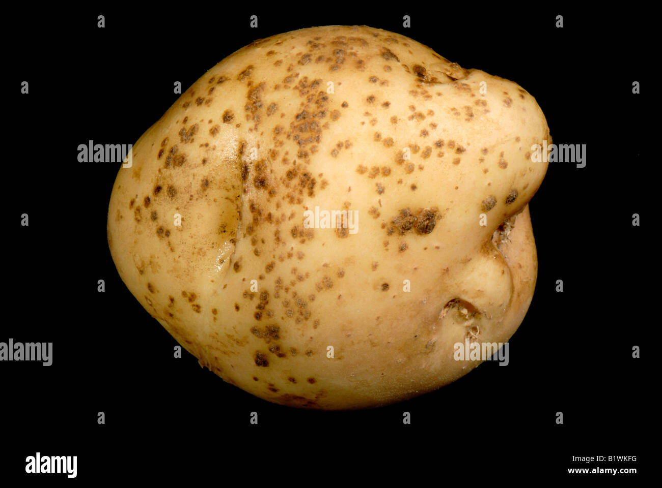 Powdery scab Spogospora subterranea small early lesions on a potato tuber Stock Photo