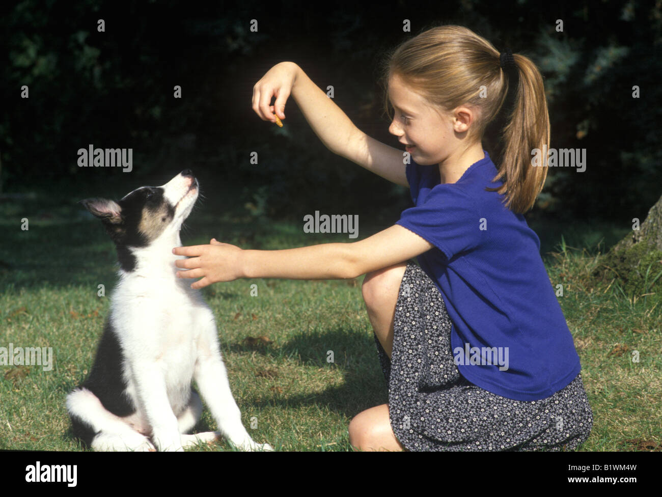 little girl training a puppy to sit Stock Photo Alamy