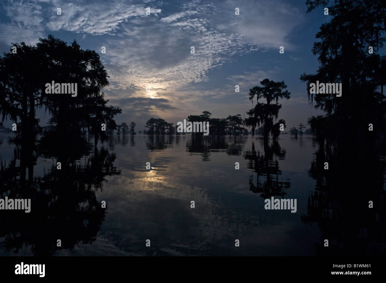 Henderson Lake Swampscene Stock Photo Alamy