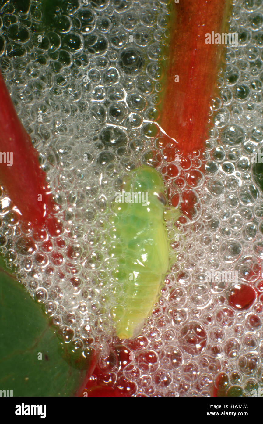 Common froghopper Philaenus spumarius nymph among cuckoo spit on a red Hypericum stem Stock Photo