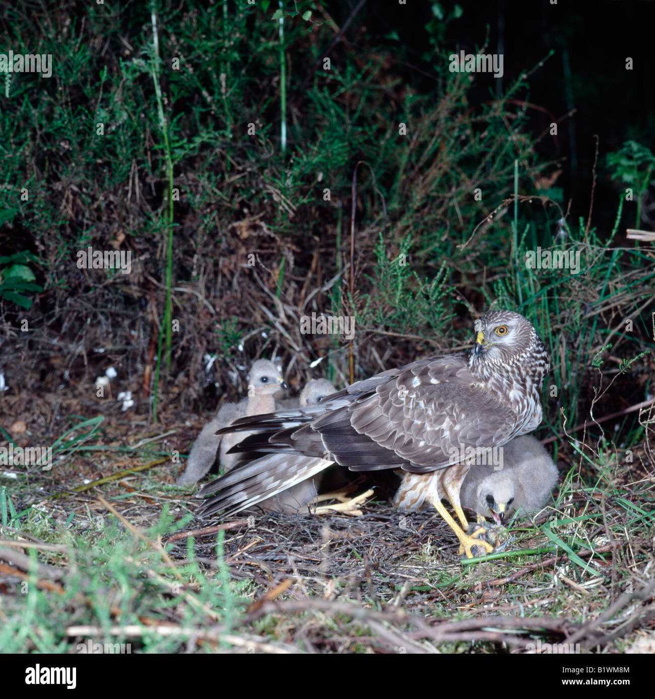 Hen Harrier Circus cyaneus female on post with youngs at nest busard saint martin france Aves Busard Saint Martin Europa Europe Stock Photo