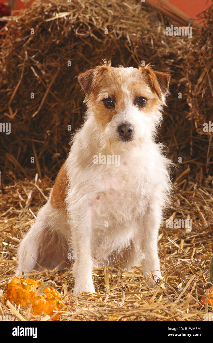 Jack Russell Terrier (wire-haired) - sitting in straw Stock Photo - Alamy