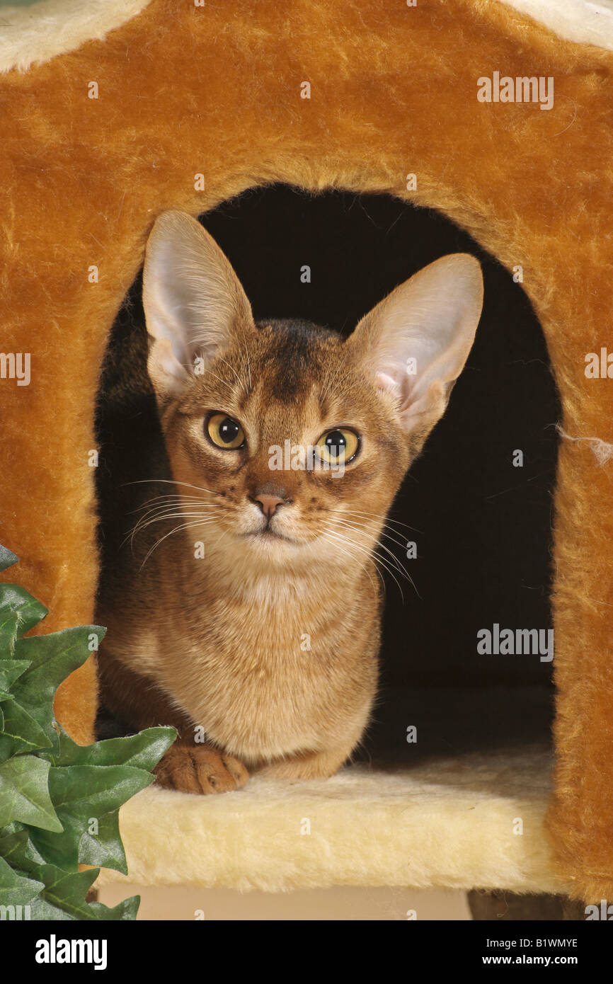 Abyssinian cat in den Stock Photo