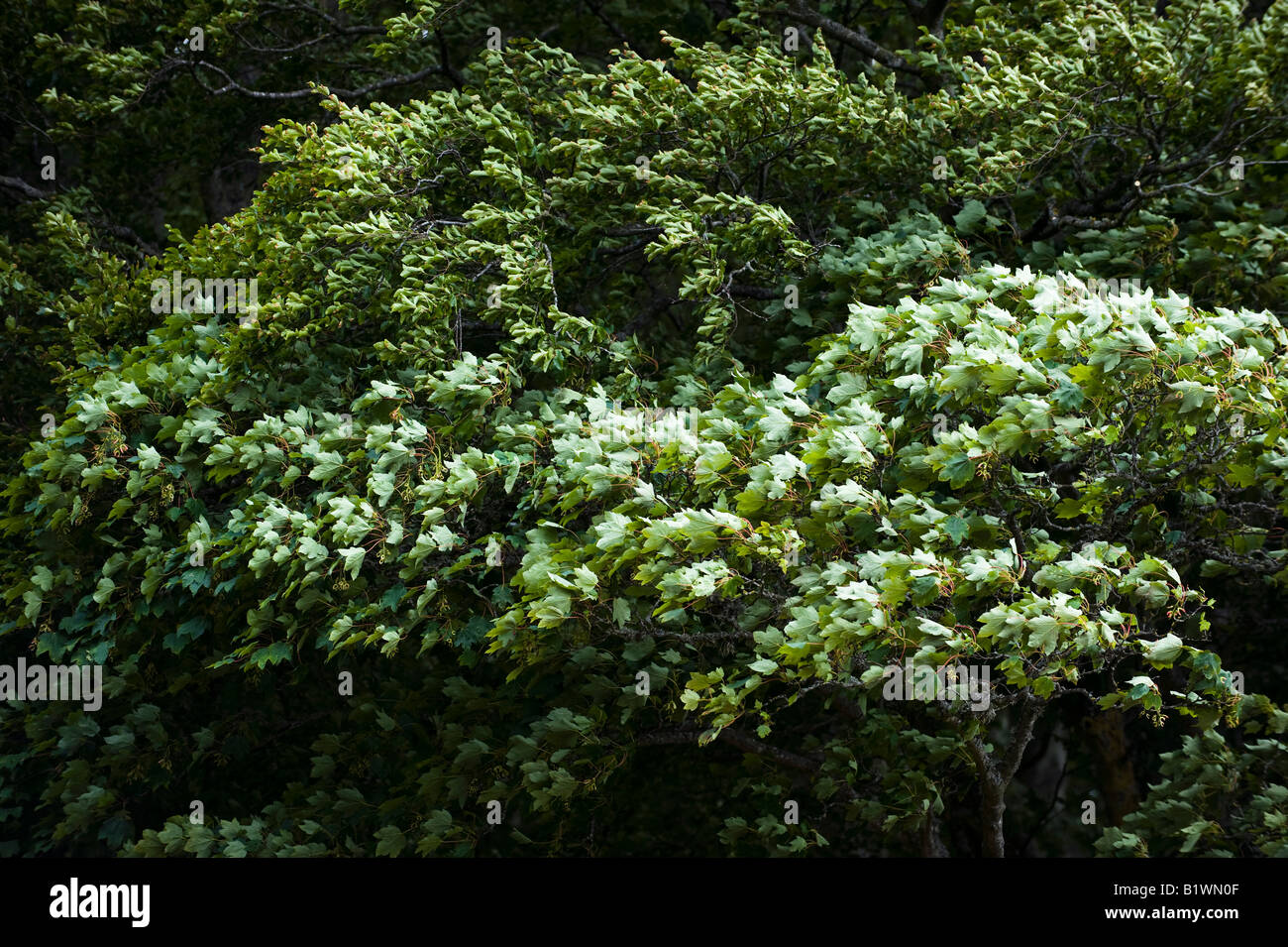 Sycamore and beech tree leaves blowing in the wind. Scotland Stock Photo