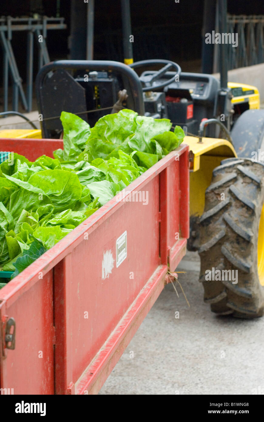 Small tractor carrying lettuces in trailer Stock Photo Alamy