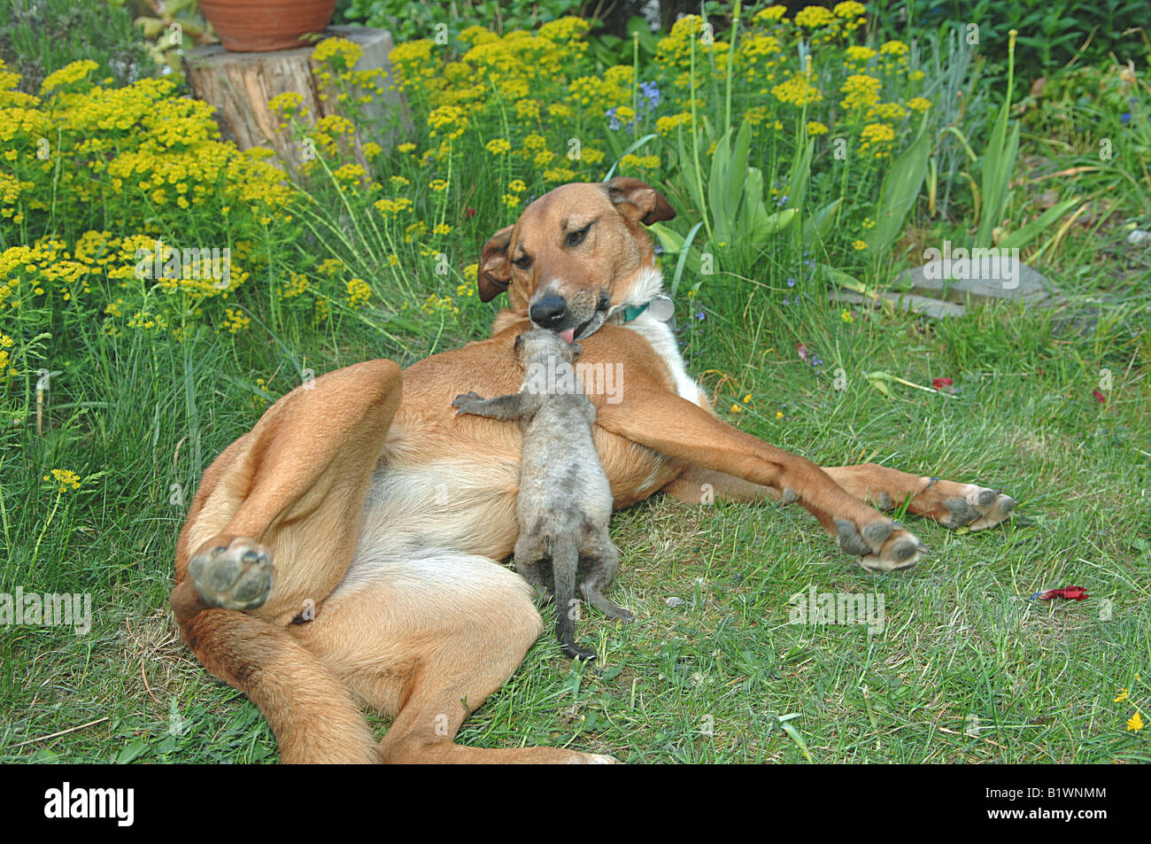 animal friendship: half breed dog and young beech marten Stock Photo