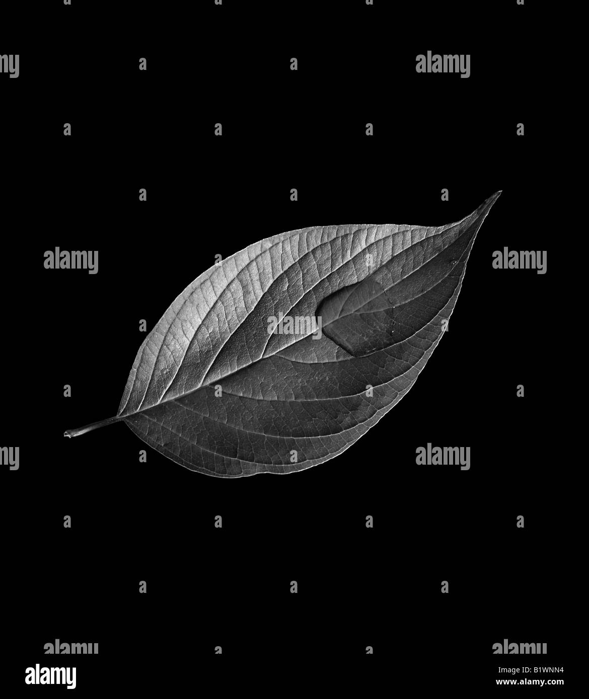 Structured detail Black and White Stock Photos & Images - Alamy