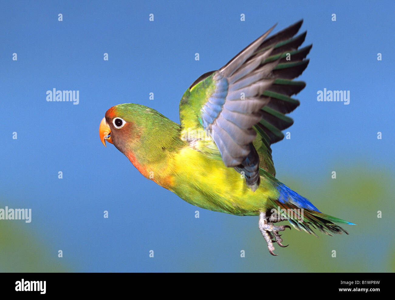 agapornid (Black-cheeked Lovebird/peach-faced lovebird) - flying Stock Photo