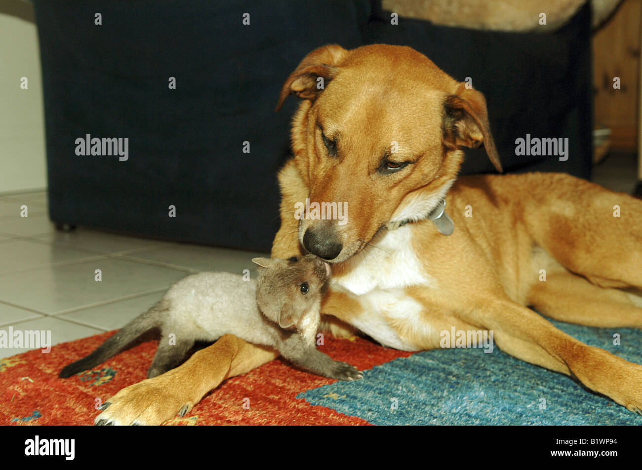 animal friendship: half breed dog and young beech marten - smooching Stock Photo