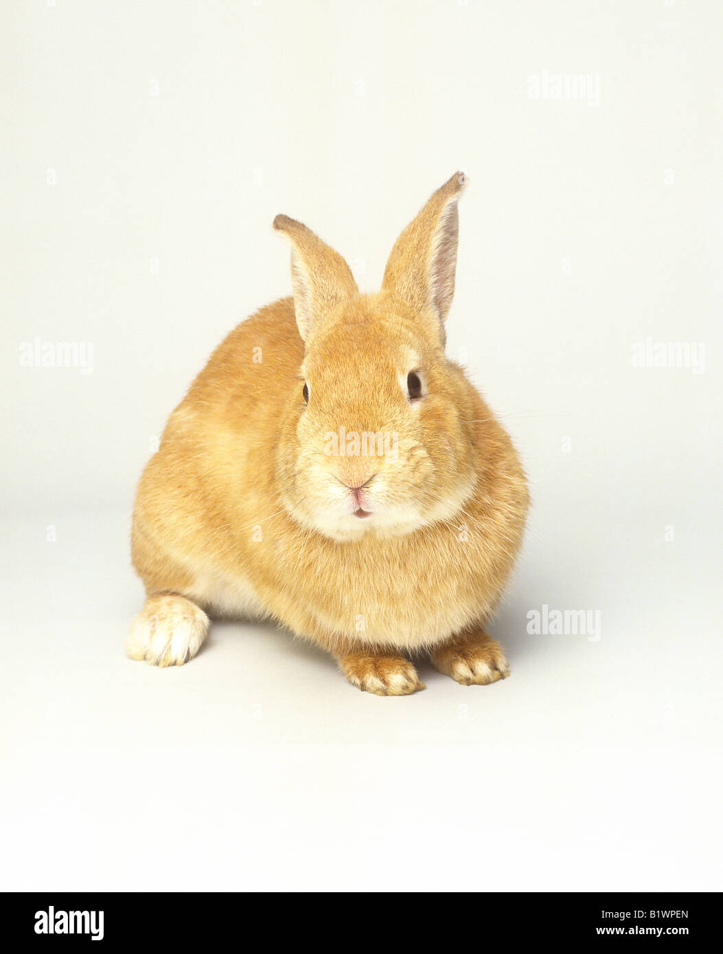 rabbit - sitting - cut out Stock Photo - Alamy