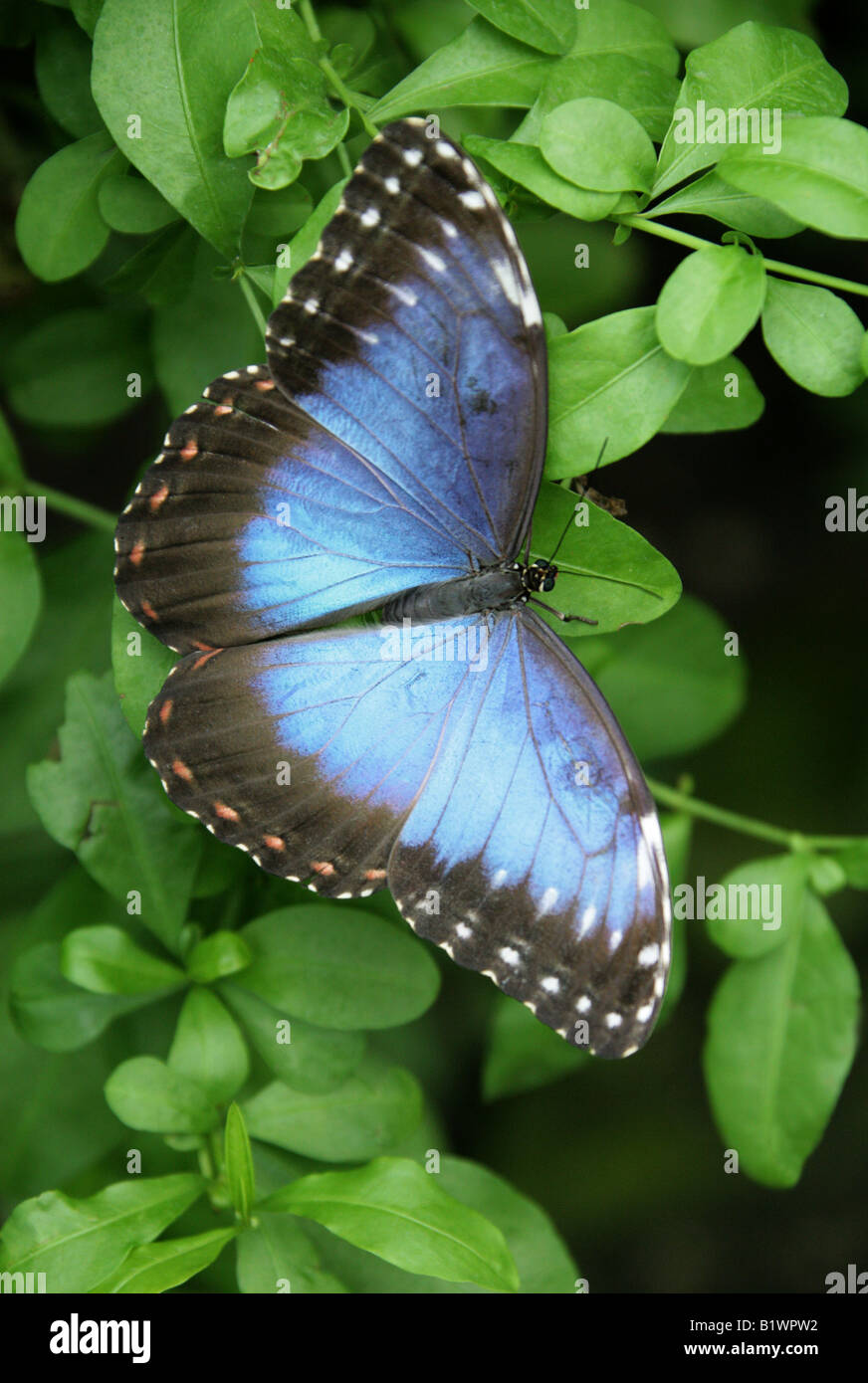 Blue Morpho Butterfly, Morpho peleides, Nymphalidae, South America Stock Photo