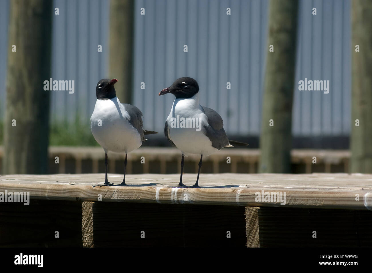 Laughing Gulls on dock area Apalachicola Florida Larus atricilla Stock Photo