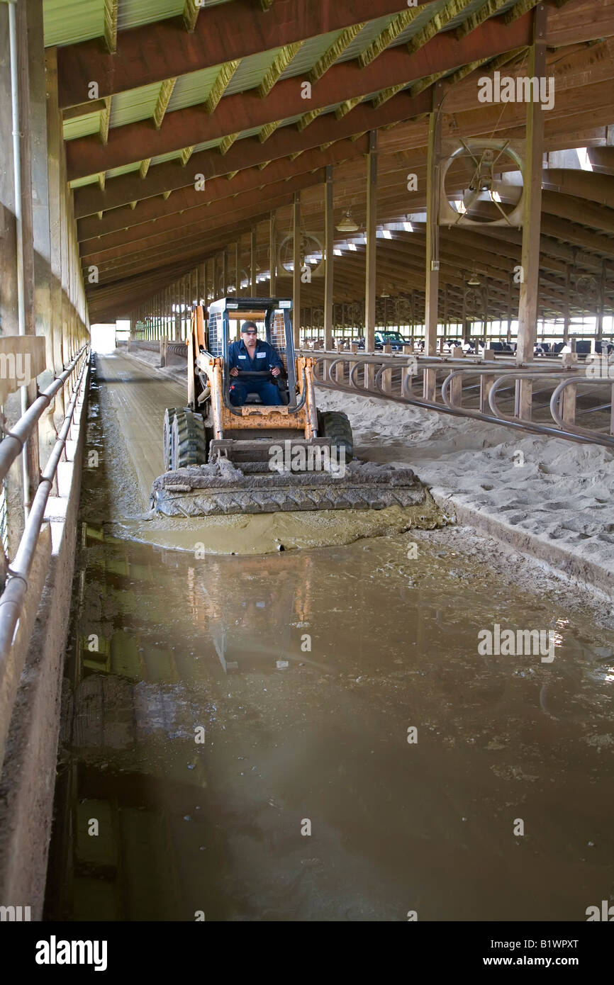 Cow Manure Is Collected To Extract Methane Gas To Produce