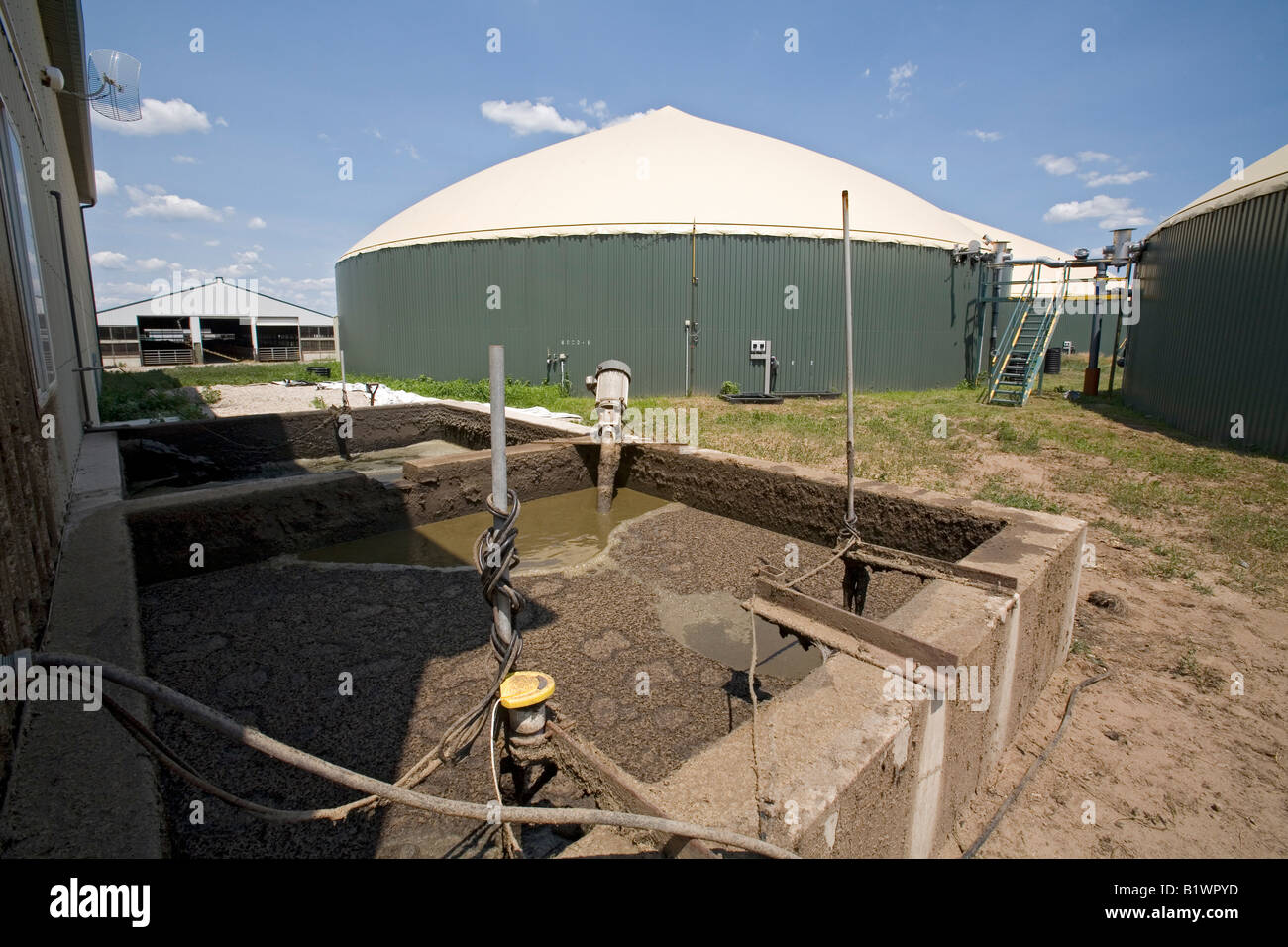 Cow Manure Is Collected to Extract Methane Gas to Produce Electricity