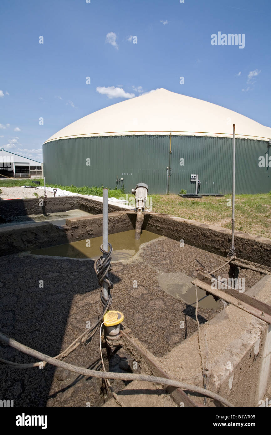 Cow Manure Is Collected to Extract Methane Gas to Produce Electricity