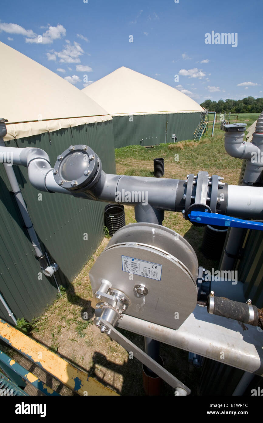 Cow Manure Is Collected to Extract Methane Gas to Produce Electricity