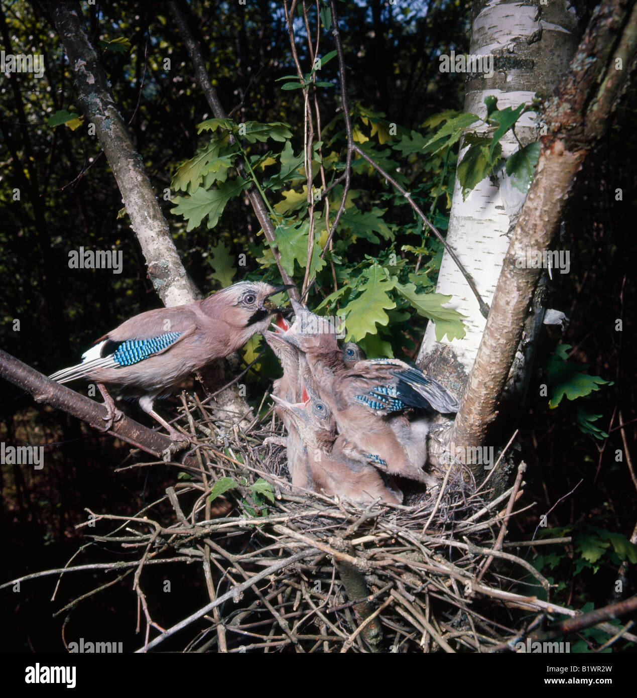 Jay geai garrulus glandarius feeding chicks in nest animal animals aves bird birds chick chicks Corvidae endothemic endotherm en Stock Photo