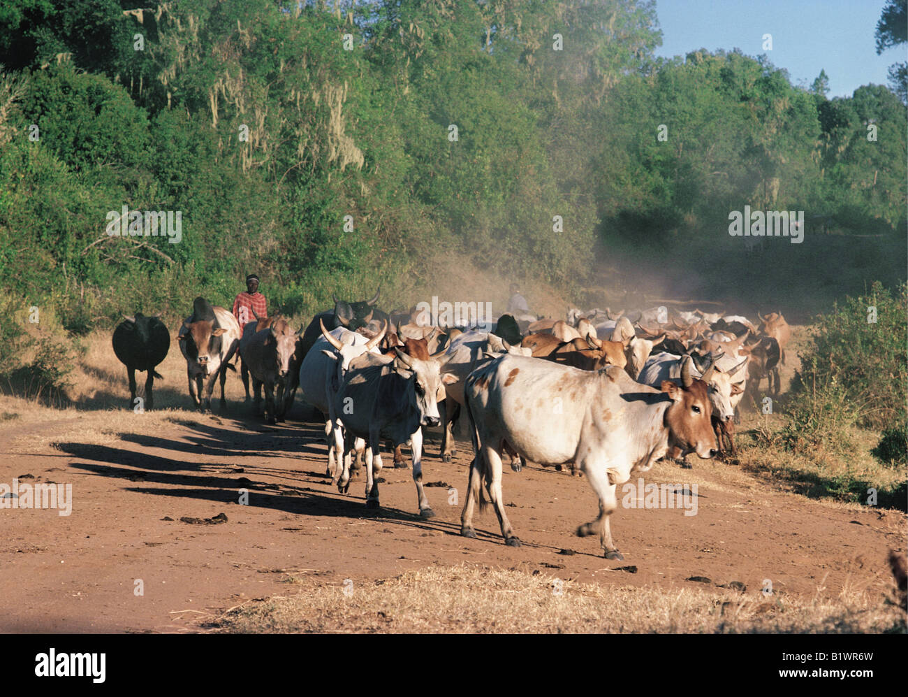 Samburu warriors moran escorting a herd of cattle down a dirt road The cattle raise dust in evening light Maralal mountain Kenya Stock Photo