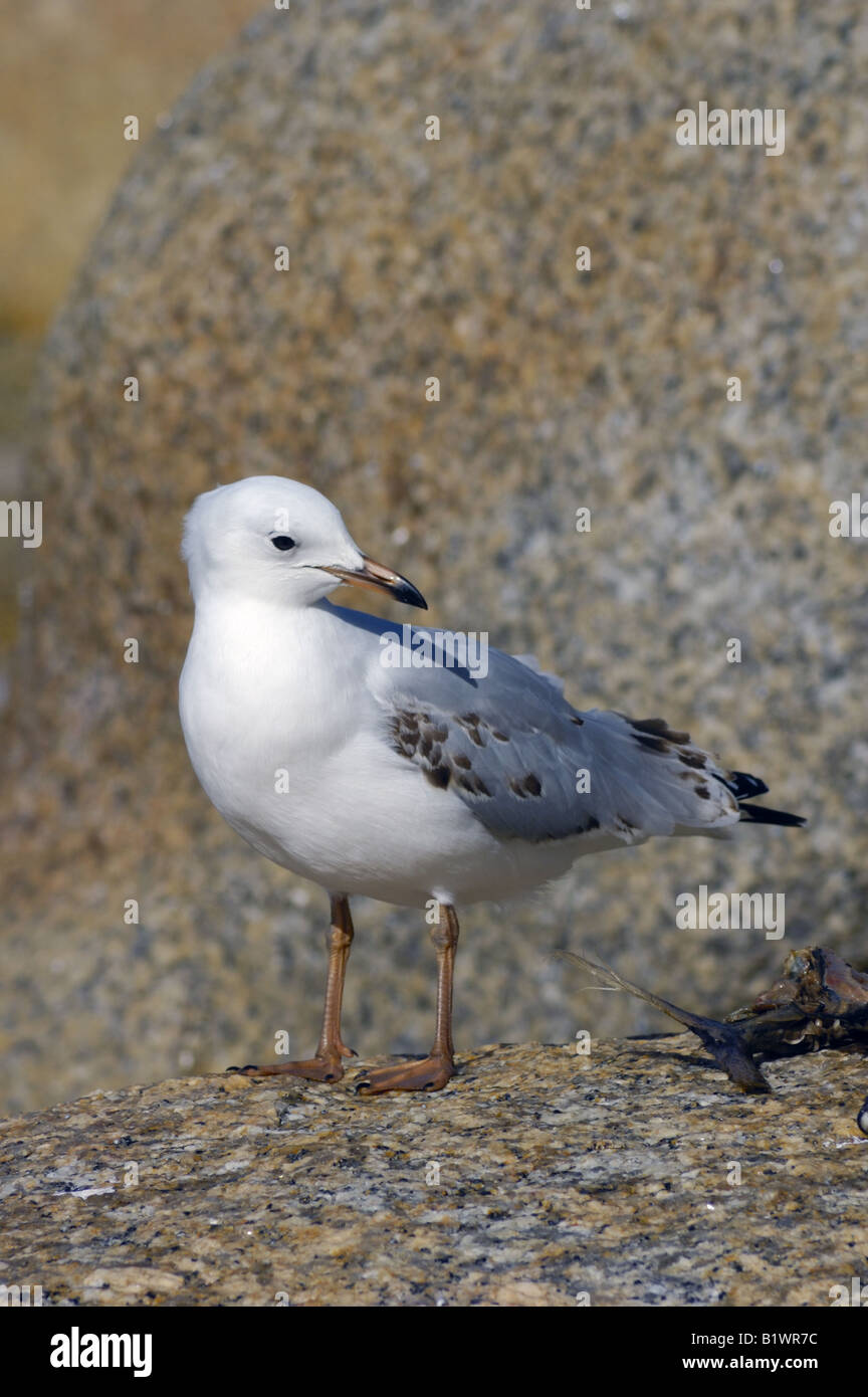 Silver gull juvenile immature seagull hi-res stock photography and ...